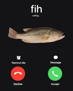 fih