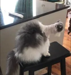 long nek