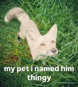 thingy